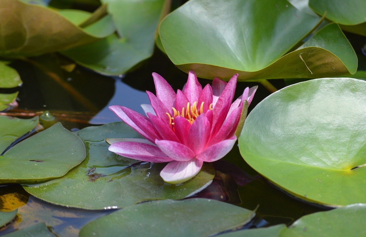 flower, red water lily, plant-8082047.jpg